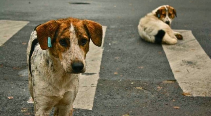 Erzincan Belediyesi'nden sokak köpeklerinin öldürüldüğü iddialarına açıklama