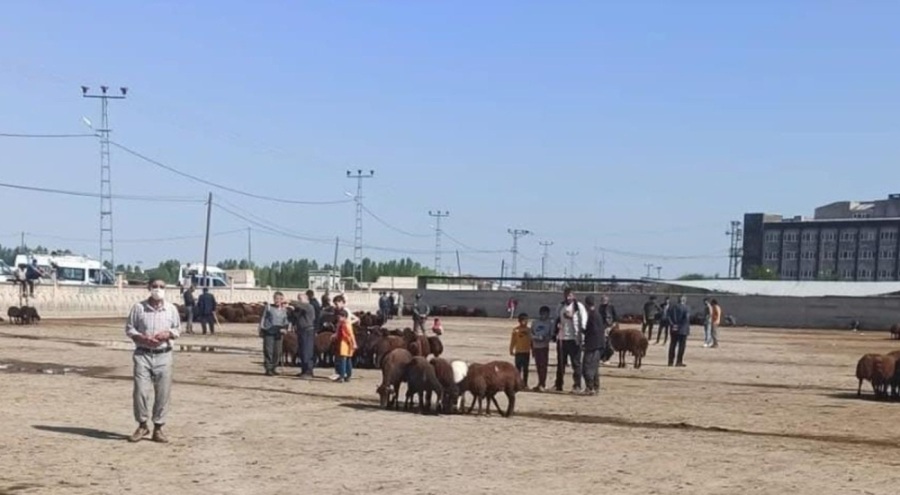 Bir ilde daha şap hastalığı alarmı!