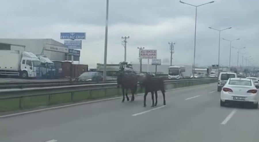 Bursa'da başıboş atlar ana yolu hipodroma çevirdi