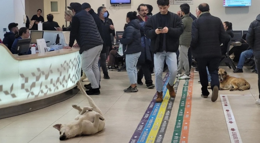 Bakanlıktan 81 ile genelge: Sağlık tesislerinde sahipsiz köpek kalmayacak