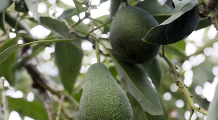 Deneme amacıyla dikildi, yılda 21 bin ton ürün alınıyor