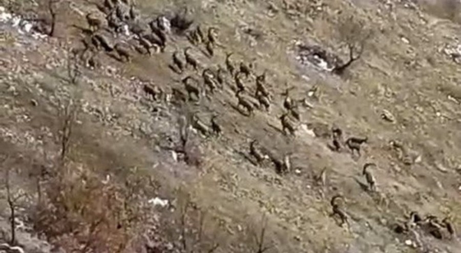 Nesli tükenme tehlikesi altındaydı! Sürü halinde görüntülendi