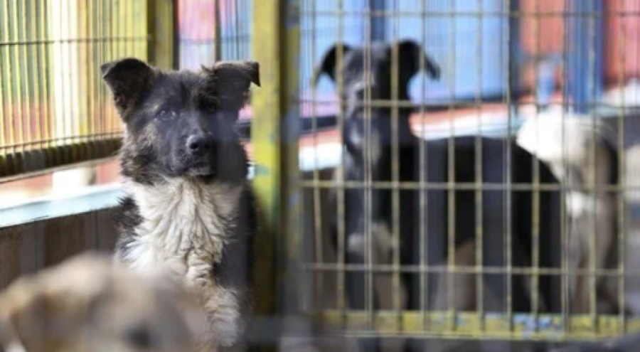 Bakanlıktan valiliklere sahipsiz sokak hayvanları için yazı: Her bir hayvan için 71 bin lira ceza kesilecek