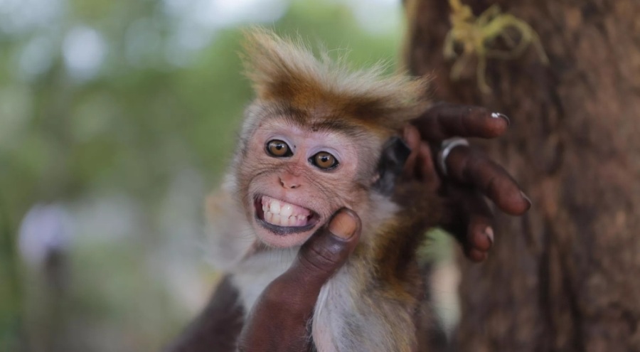Sri Lanka'da ülke çapındaki elektrik kesintisine maymunlar neden oldu