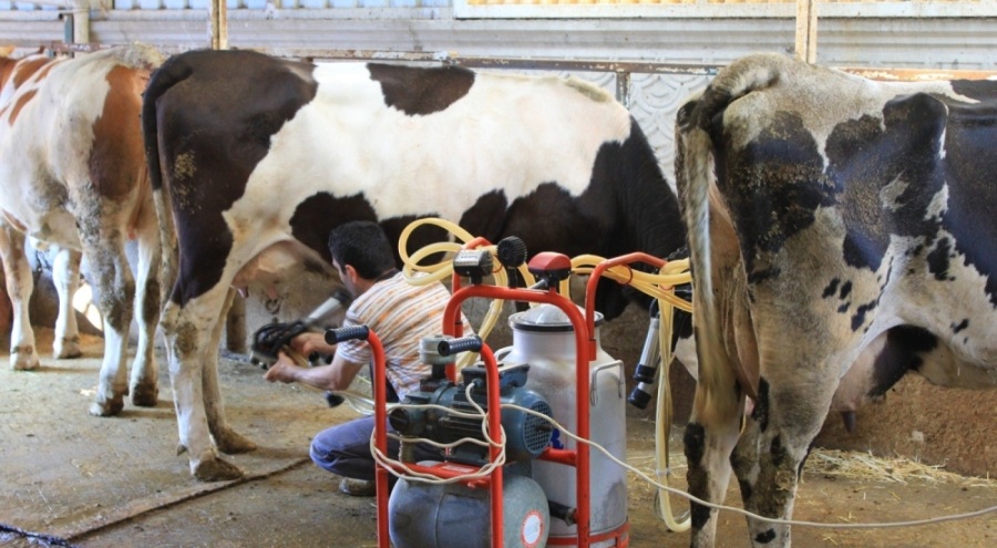 Türkiye'de büyükbaş hayvan sayısında sevindiren gelişme