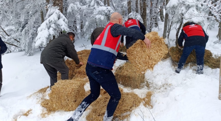 Bursa Uludağ'da yaban hayvanları için yem bırakıldı