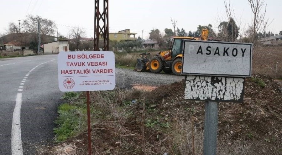 Kuş gribi alarmı! Mahalle karantinaya alındı