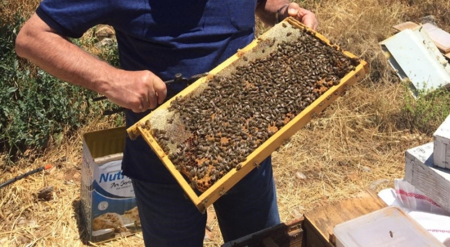 Bal üretimi geçen yıla oranla yüzde 25 düştü