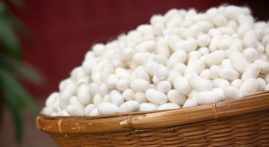 İpek üretimi de tehlikede!