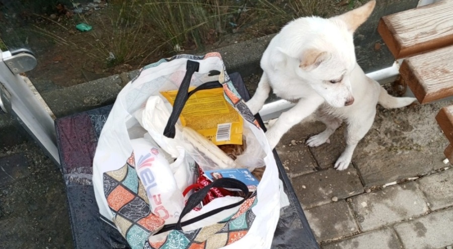 Bursa'da yavru köpeği, 'sahiplenin' notuyla sokağa terk ettiler