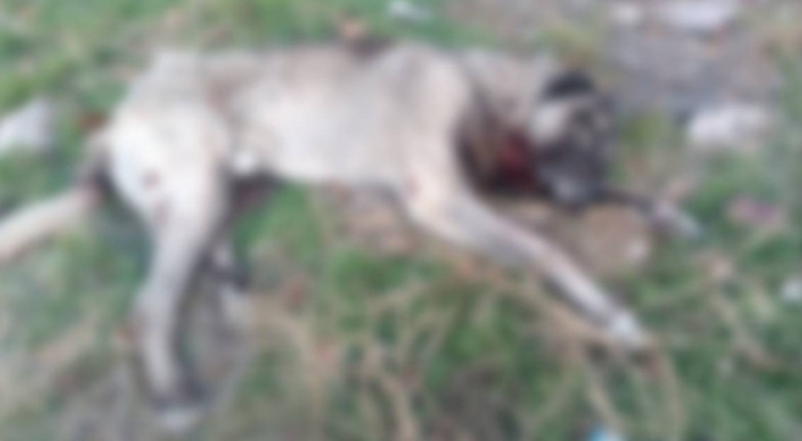 Ankara'da kan donduran görüntü: 4 köpek tüfekle vurulmuş halde ölü bulundu