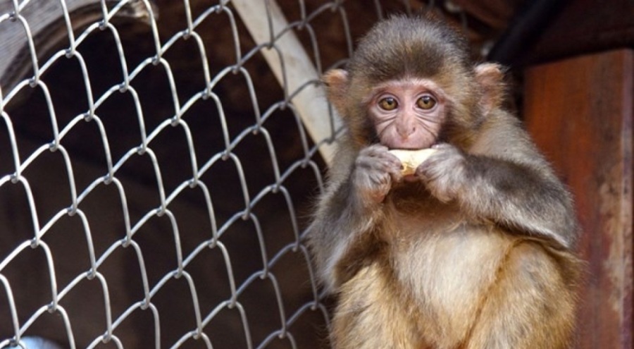 Mersin'de evde maymun ve 3 sincap bulundu: Beslenmesi ve ticareti yasak