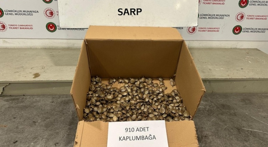 Sınırda 910 adet su kaplumbağası ele geçirildi
