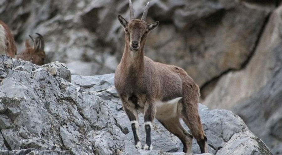 Koruma altındaki dağ keçisini avlayıp sucuk yapmış