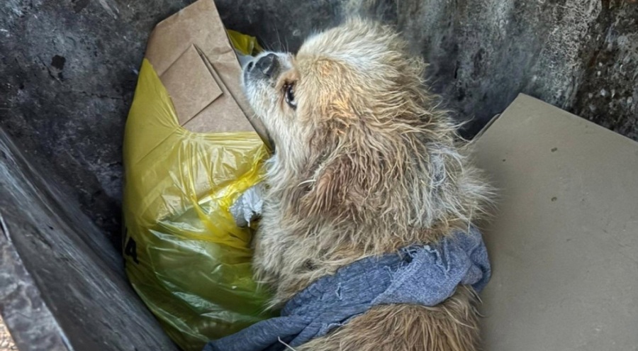 Vicdansızlığın böylesi! Çöp konteyneri içinde ayakları iple bağlanmış köpek bulundu