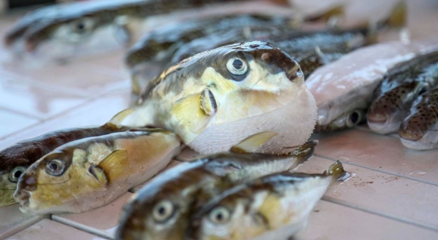 O balığı yakalayıp karaya çıkarana 3 bin 770 lira ceza!