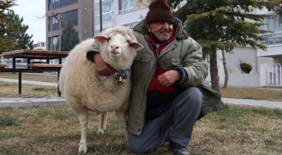 Kesmeye kıyamadığı kuzu, can yoldaşı oldu