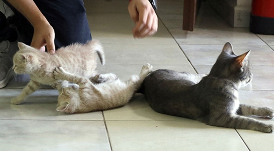 Hindistan'da bir dairede 300 sahipsiz kedi bulundu