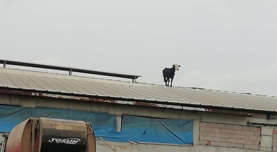 Aşıdan korkan dana çatıya firar etti