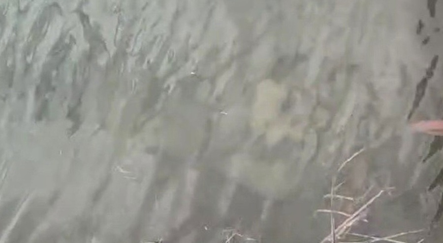 Köpek yavrularının boynuna taş bağlayıp suya attılar