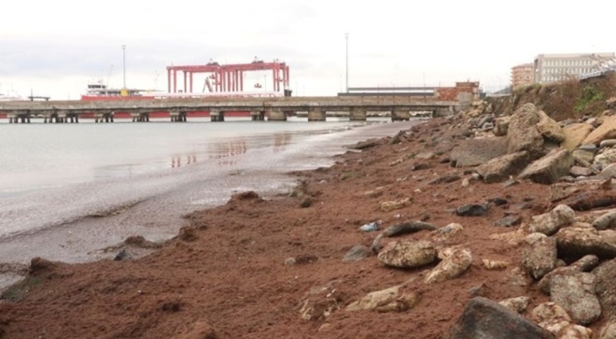 Sahil kırmızı yosunla kaplandı