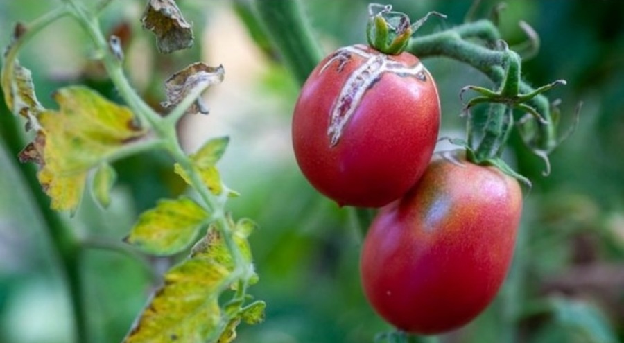 Tarımı yok eden virüslü domates alarmı: Bakanlık harekete geçti