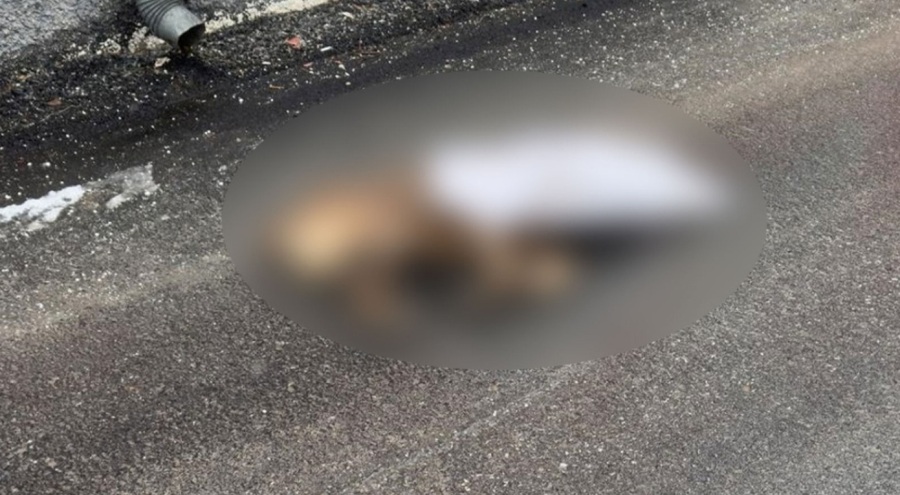 Köpeği öldürüp çuvalla sokağa attılar