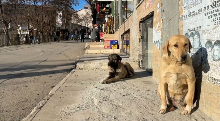 Tunceli Valisi Bülent Tekbıyıkoğlu açıkladı: Sokak hayvanları toplatılıyor