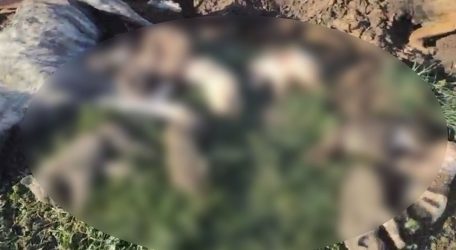 Hayvan barınağında 21 köpek ölü bulundu!