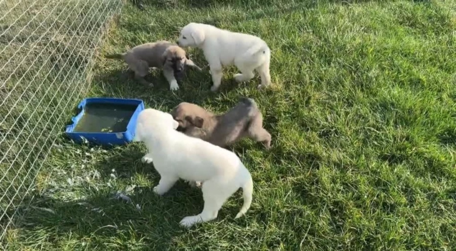 Bursa TİGEM'de yetiştirilen safkan akbaş ve kangal yavruları için 6 ay sıra bekleniyor