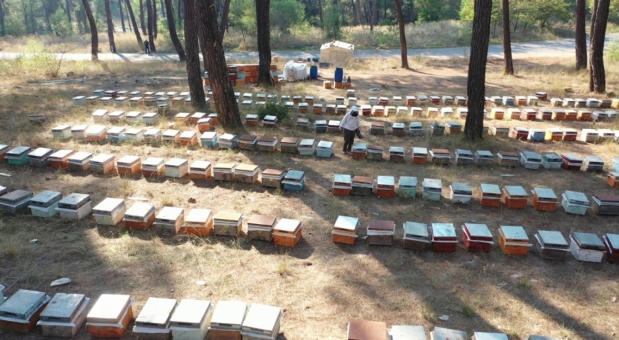 Arıcılar, kovan başına 5 kilogram indirimli şeker desteği talep ediyor