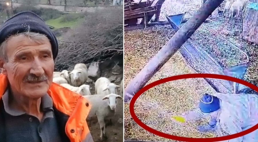 Komşusunun koyunlarına işkence yapmıştı! Akıl sağlığı yerinde çıktı