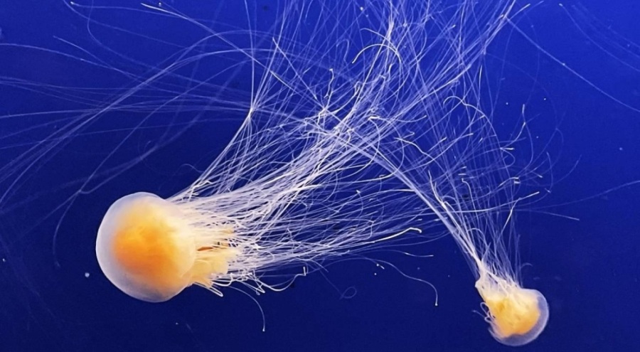 Marmara'da denizanası tehlikesi