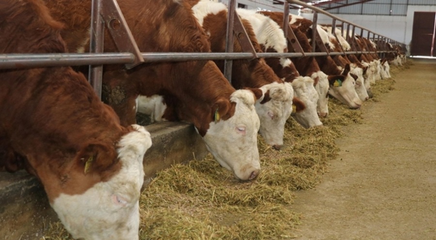 O ilde şap hastalığı karantinası! 10 kilometrelik alanda önlem alındı