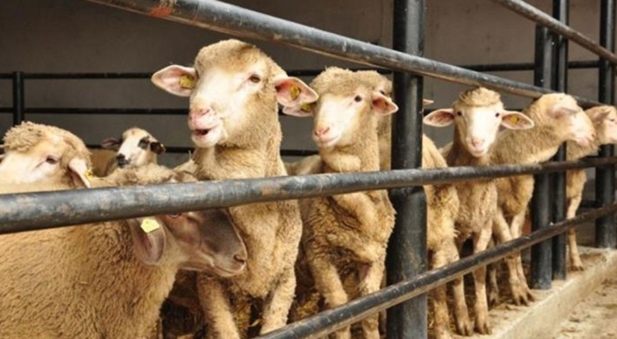 Fas Kralı 6. Muhammed'den şaşırtan açıklama: Bu yıl ülkede kurban kesilmesin