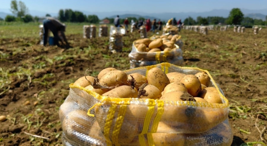 Patates ihracatı 6 ayda 15 kat arttı