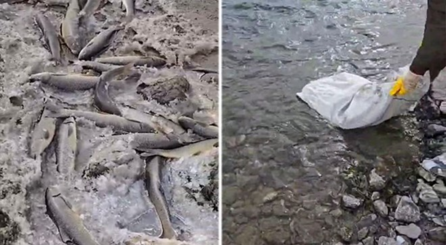Aras Nehri'nde toplu balık ölümleri
