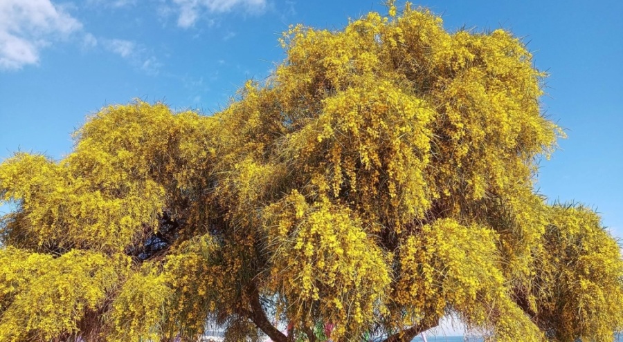 Meteoroloji'den yalancı bahar uyarısı!