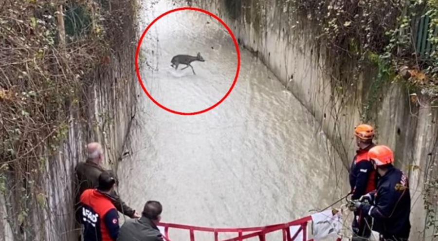 Mahsur kalan karaca için kurtarma operasyonu