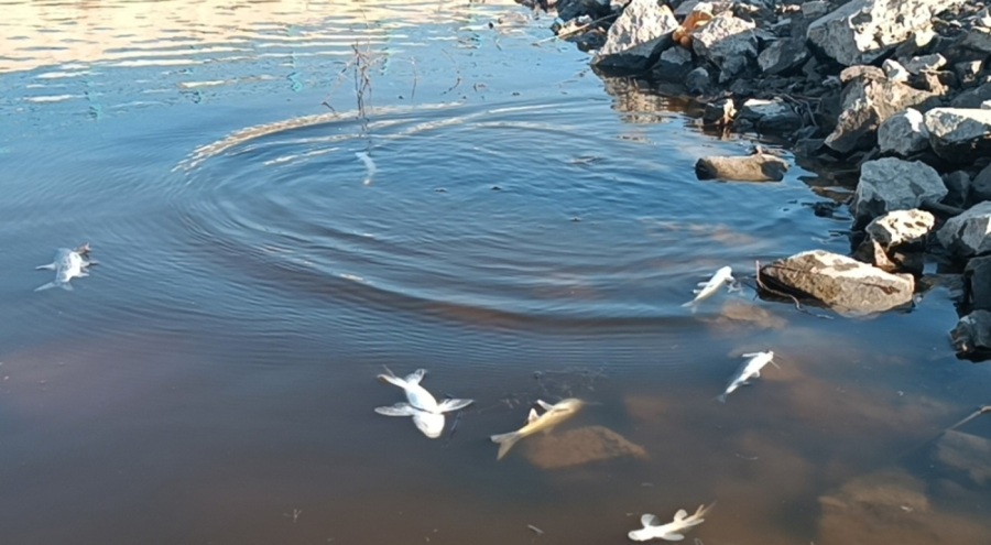 Balık ölümleri yaşanan Karasu Çayı'nda inceleme başlatıldı