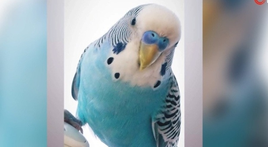 Evladım gibiydi dediği 6 yıllık kuşunu bulana 20 bin TL ödül verecek