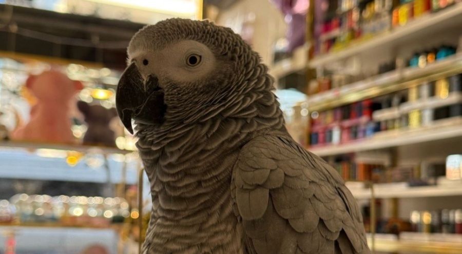 Maskeli soyguncu papağanı çalıp kaçtı!