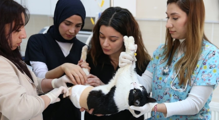 Kadın veterinerler hayvanların umudu oldu