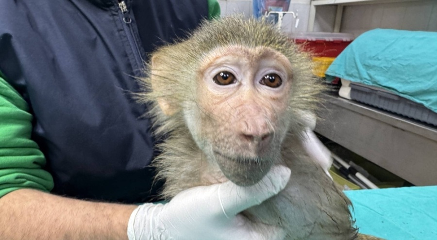 Üç gün önce yolda bulunan yavru babun Doğal Yaşam Parkı'na yerleştirildi