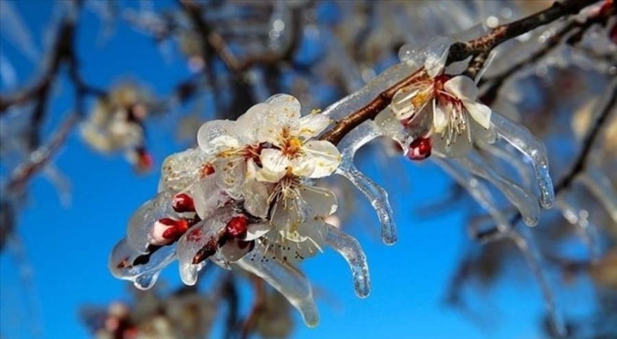 Niğde için zirai don uyarısı