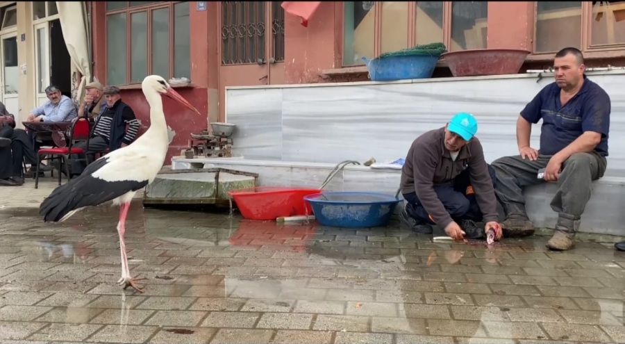 Bilal leylek 15 yıldır Nilüfer'in gözdesi!