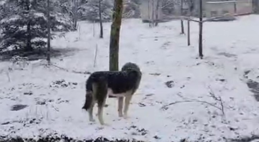 Trakya'nın yüksek kesimlerinde kar yağışı