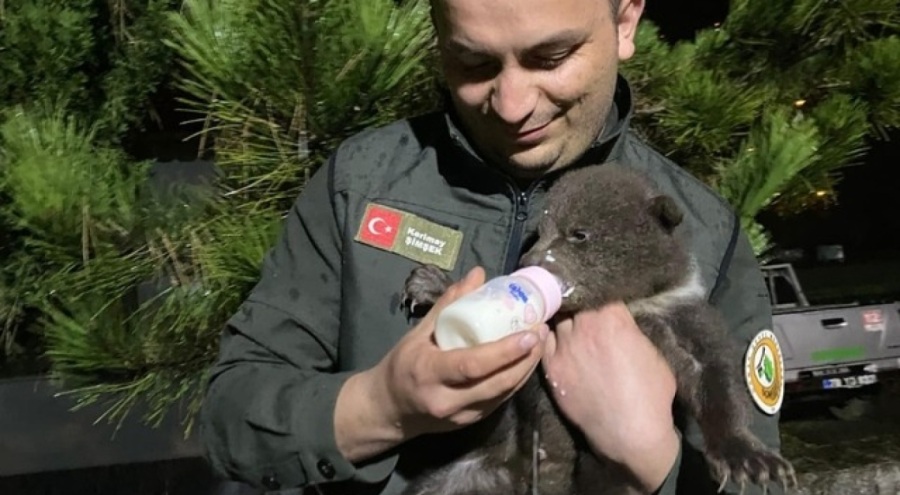 Ormanda 1,5 aylıkken bulunan bozayı koruma altına alındı