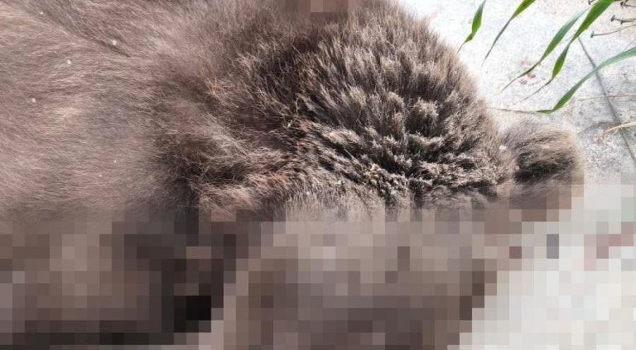 Bursa'da otomobil bozayıya çarptı!