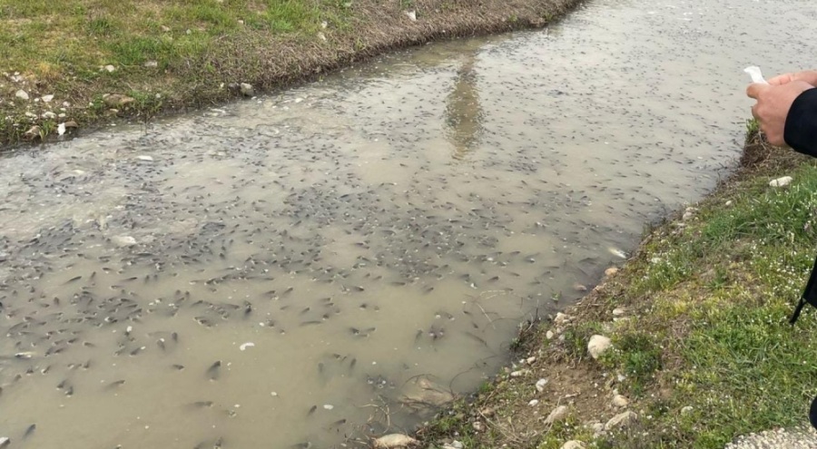 Bursa'da korkutan balık ölümleri! İnceleme başlatıldı